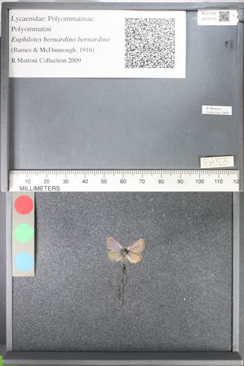 Media type: image;   Entomology 103175